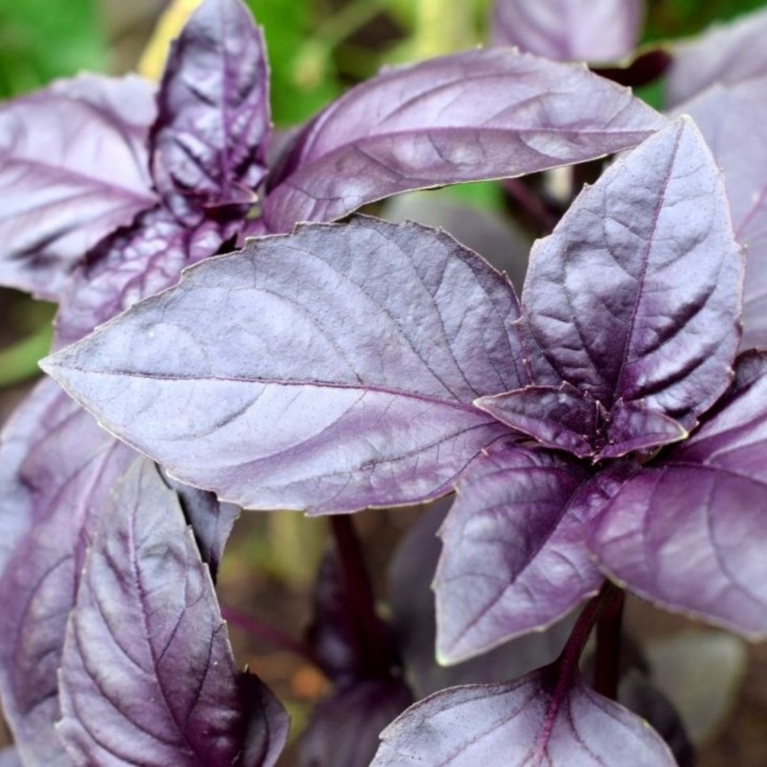 GRAINES - Basilic Rouge (Ocimum basilicum 'Rouge Osmin')