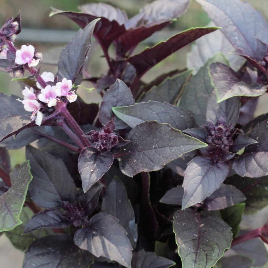 GRAINES - Basilic Rouge (Ocimum basilicum 'Rouge Osmin')