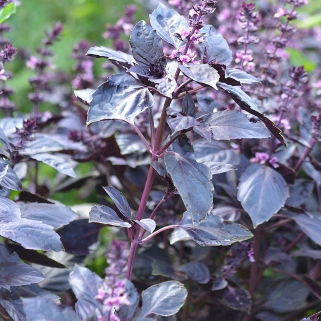 GRAINES - Basilic Rouge (Ocimum basilicum 'Rouge Osmin')