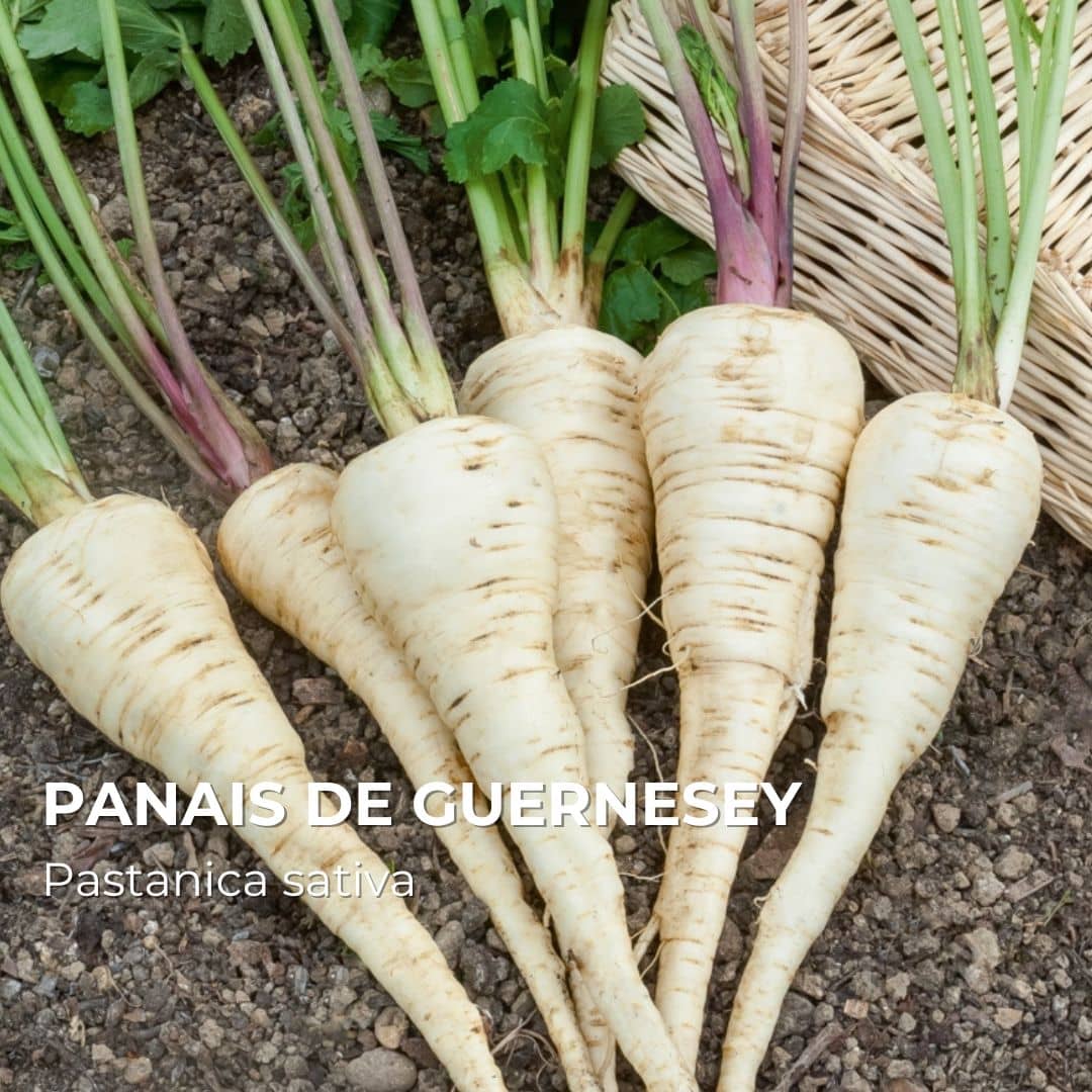 GRAINES - Panais de Guernesey (Pastanica sativa)