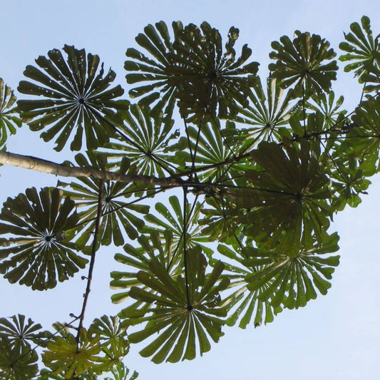 GRAINES Parasolier (Musanga cecropioides)