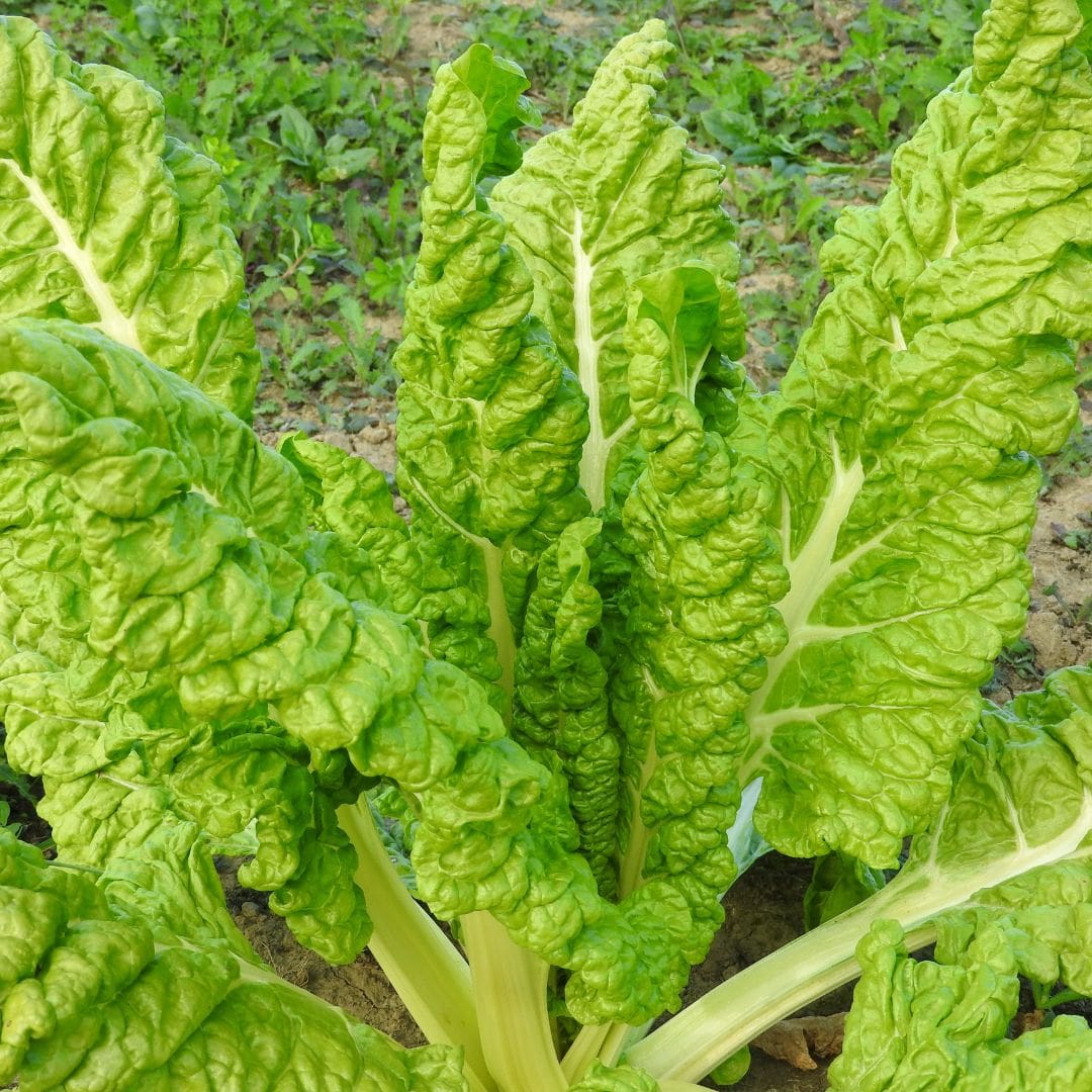 GRAINES - Poirée 'Lucullus' (Beta vulgaris subsp. vulgaris var. cicla)