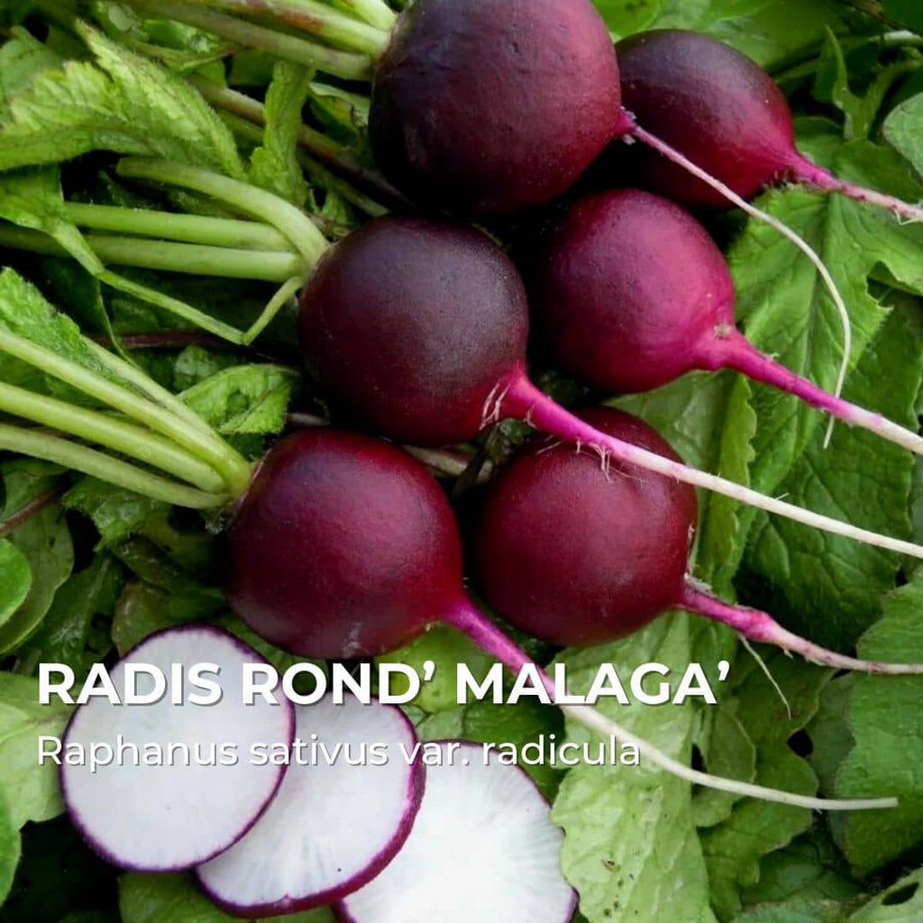 GRAINES - Radis Rond’ Malaga’ (Raphanus sativus var. radicula)