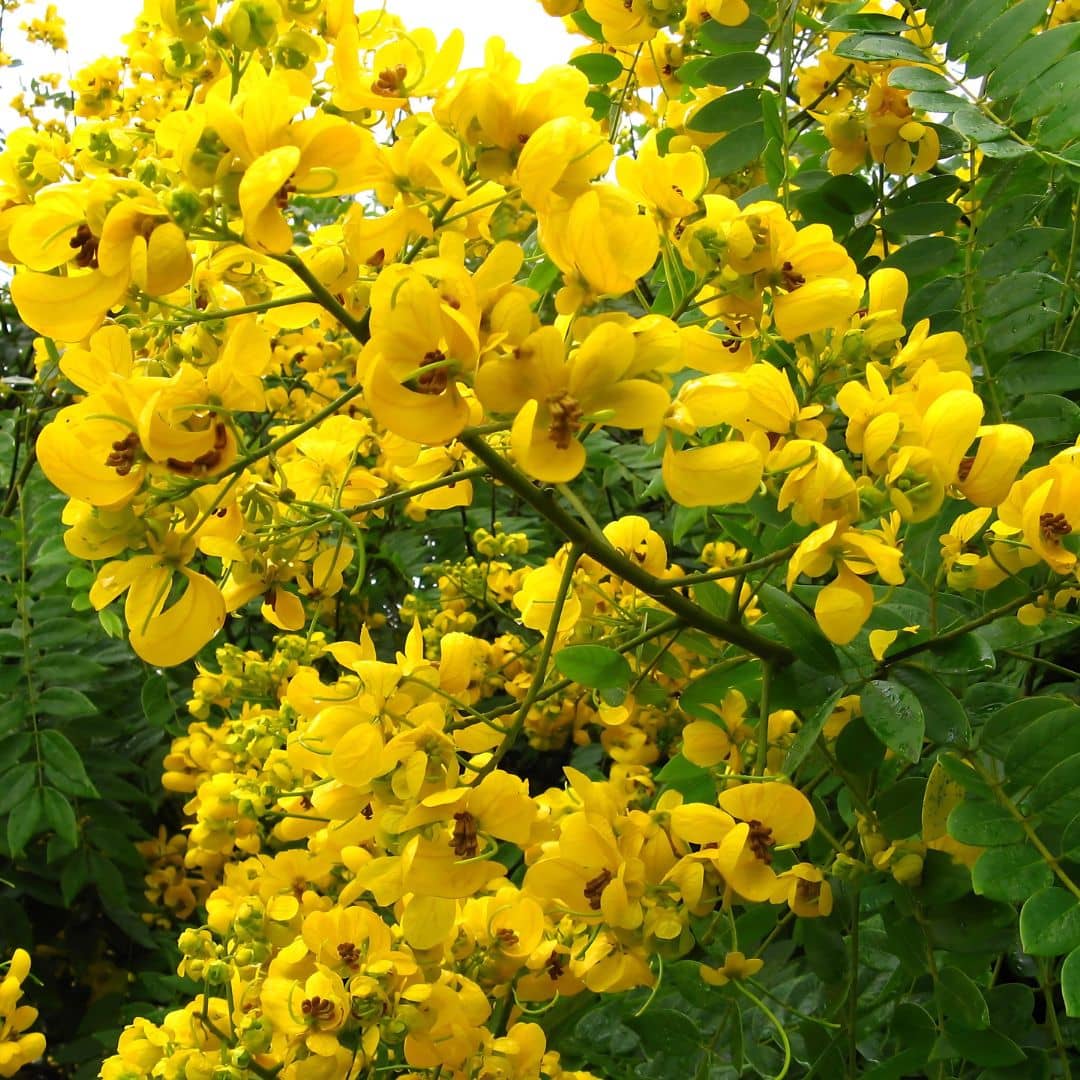 GRAINES Senna spectabilis Casse Marron plantes rares du monde végétal