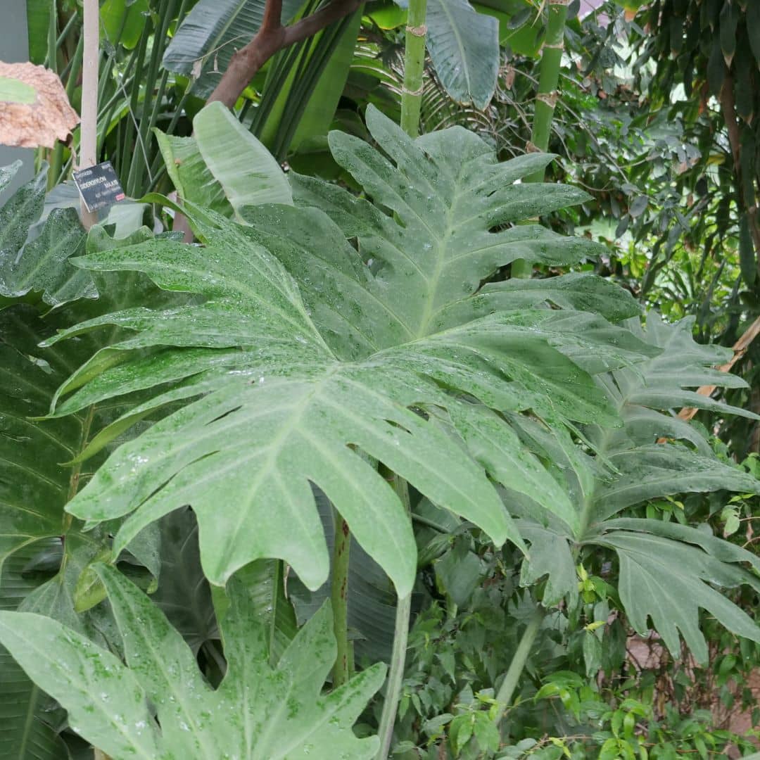 GRAINES Thaumatophyllum bipinnatifidum monde vegetal semer et cultiver le philodendron rustique Selloum
