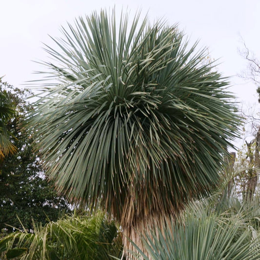 GRAINES Yucca rostrata plantes de rocailles monde végétal