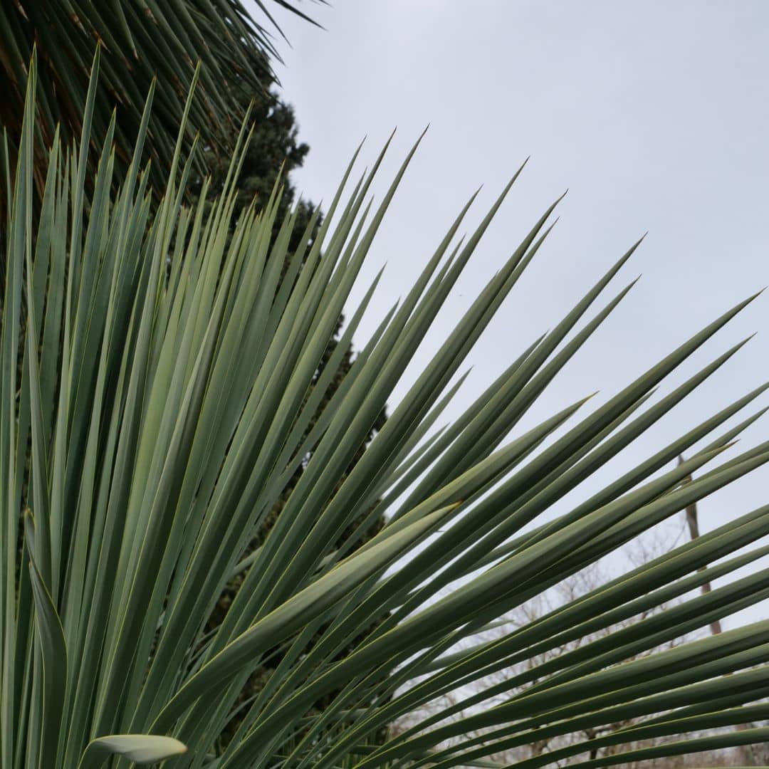 GRAINES Yucca rostrata plantes de rocailles monde végétal zoom sur le feuillage