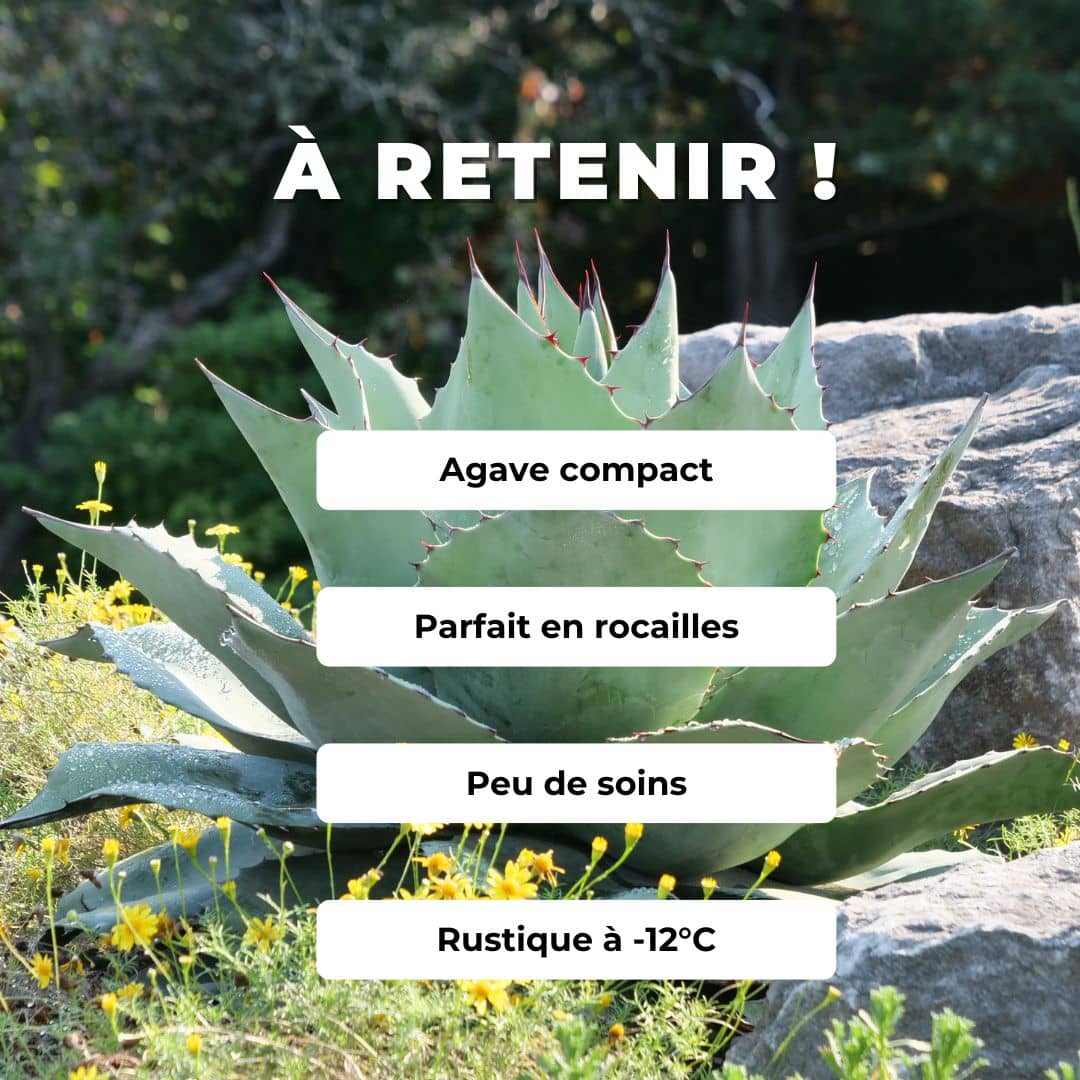 GRAINES - Agave à feuilles ovales Agave ovatifolia agave baleine variétés rares d'agaves monde vegetal comment cultiver et entretenir