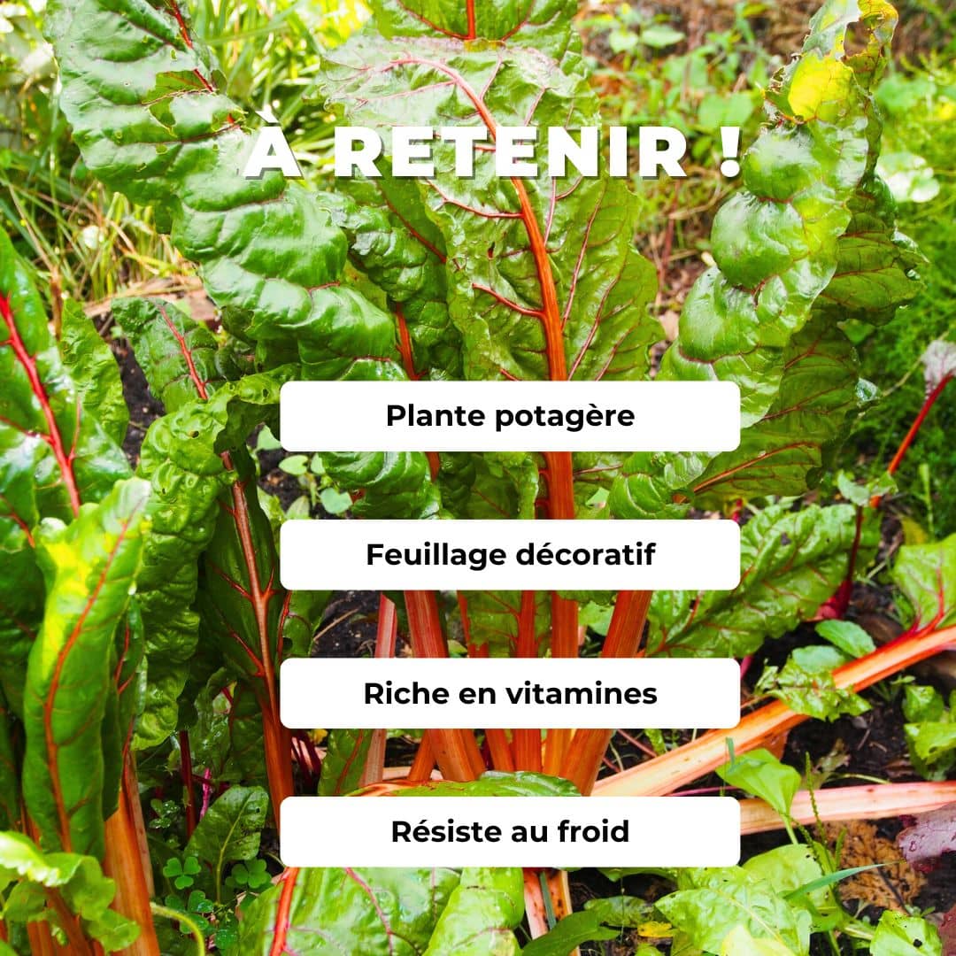 GRAINES - Bette Poirée à Cardes Rouges Beta vulgaris var. cicla Carde Rouge comment semer et cultiver