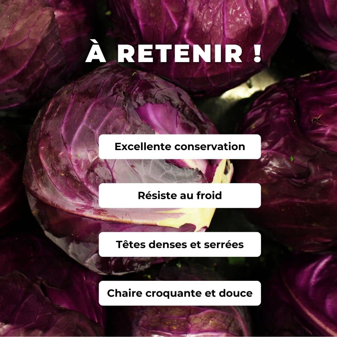 GRAINES - Chou Rouge à Tête Noire 3 Brassica oleracea monde végétal comment semer et cultiver