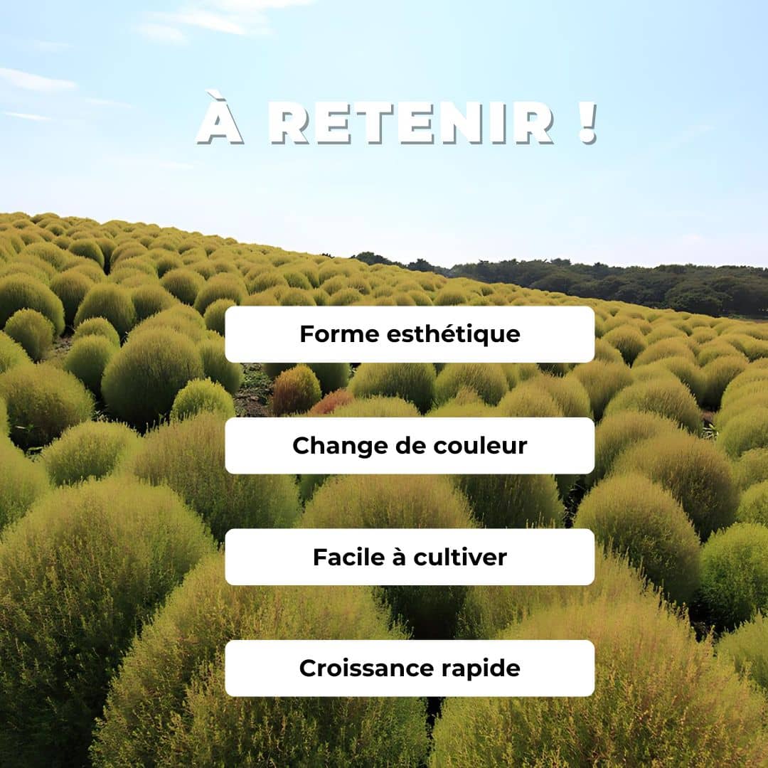 GRAINES - Cyprès d'été Bassia scoparia Kochia scoparia monde végétal comment semer et cultiver