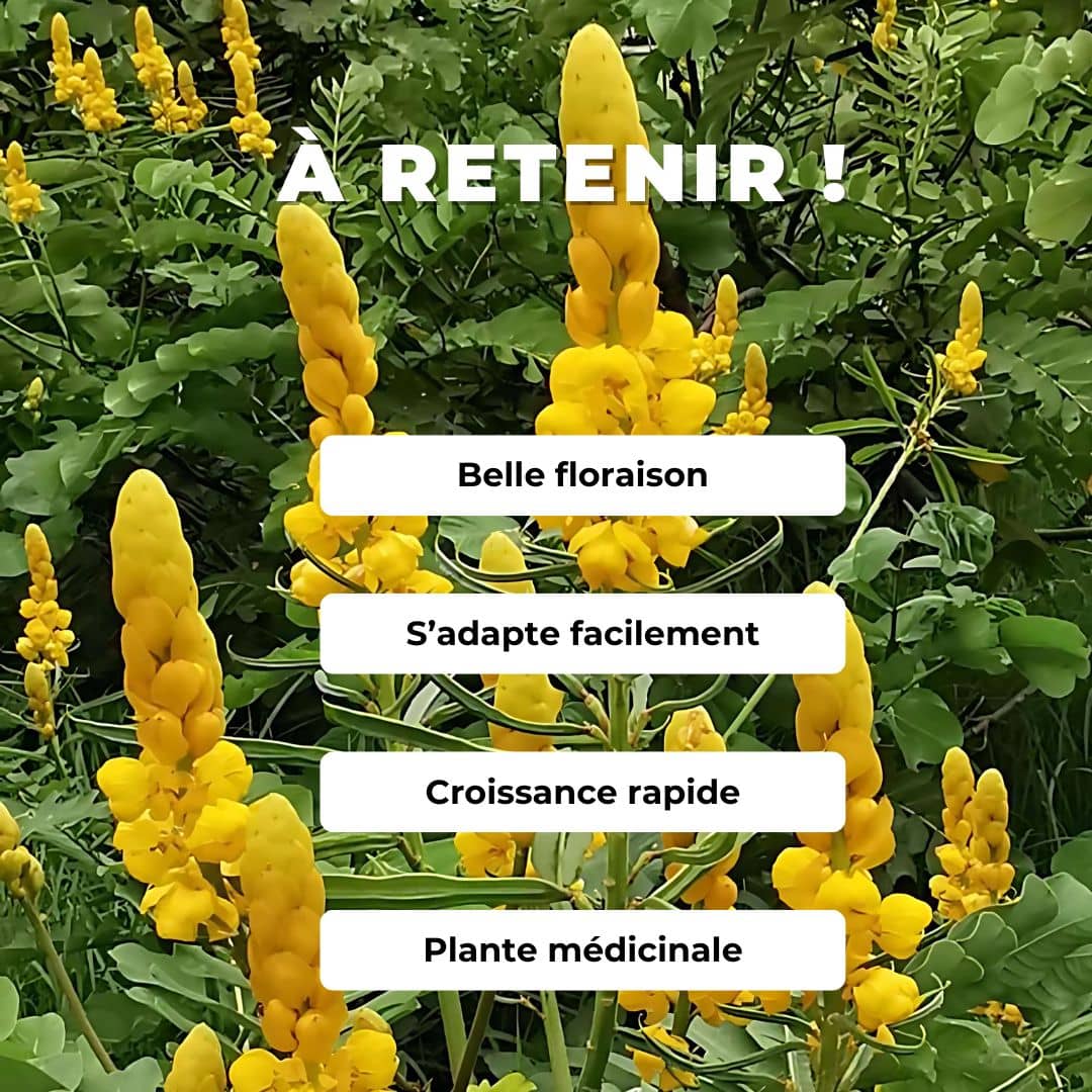 GRAINES - Dartrier Senna alata plantes rares monde végétal  comment semer et cultiver
