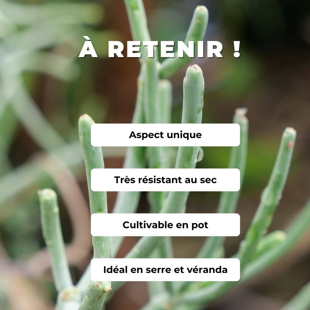 GRAINES - Euphorbe Crayon Euphorbia tirucalli comment cultiver cette plante rare