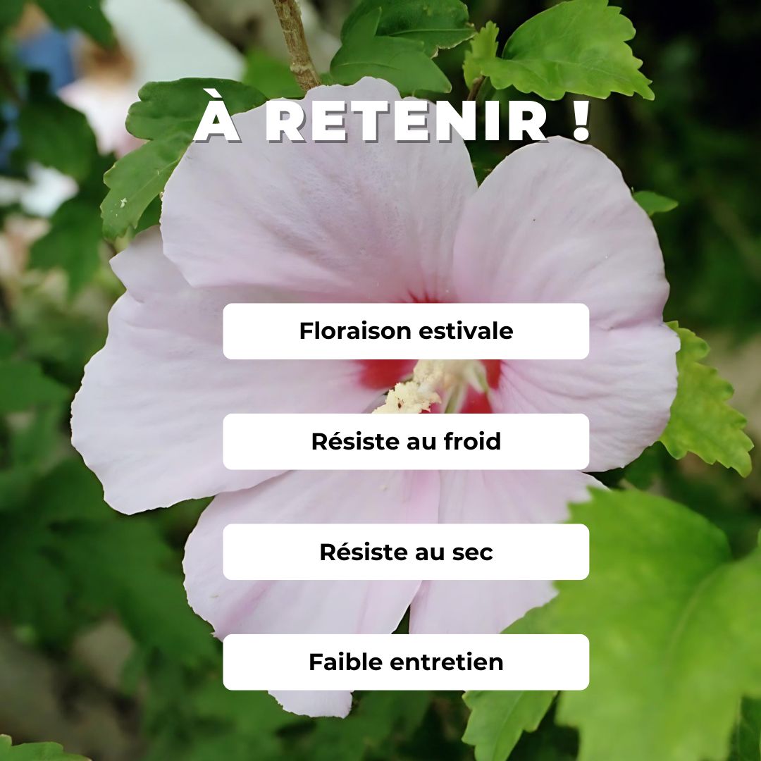 GRAINES - Hibiscus de Syrie Hibiscus syriacus Althéa arbustes à fleurs monde végétal comment semer et cultiver