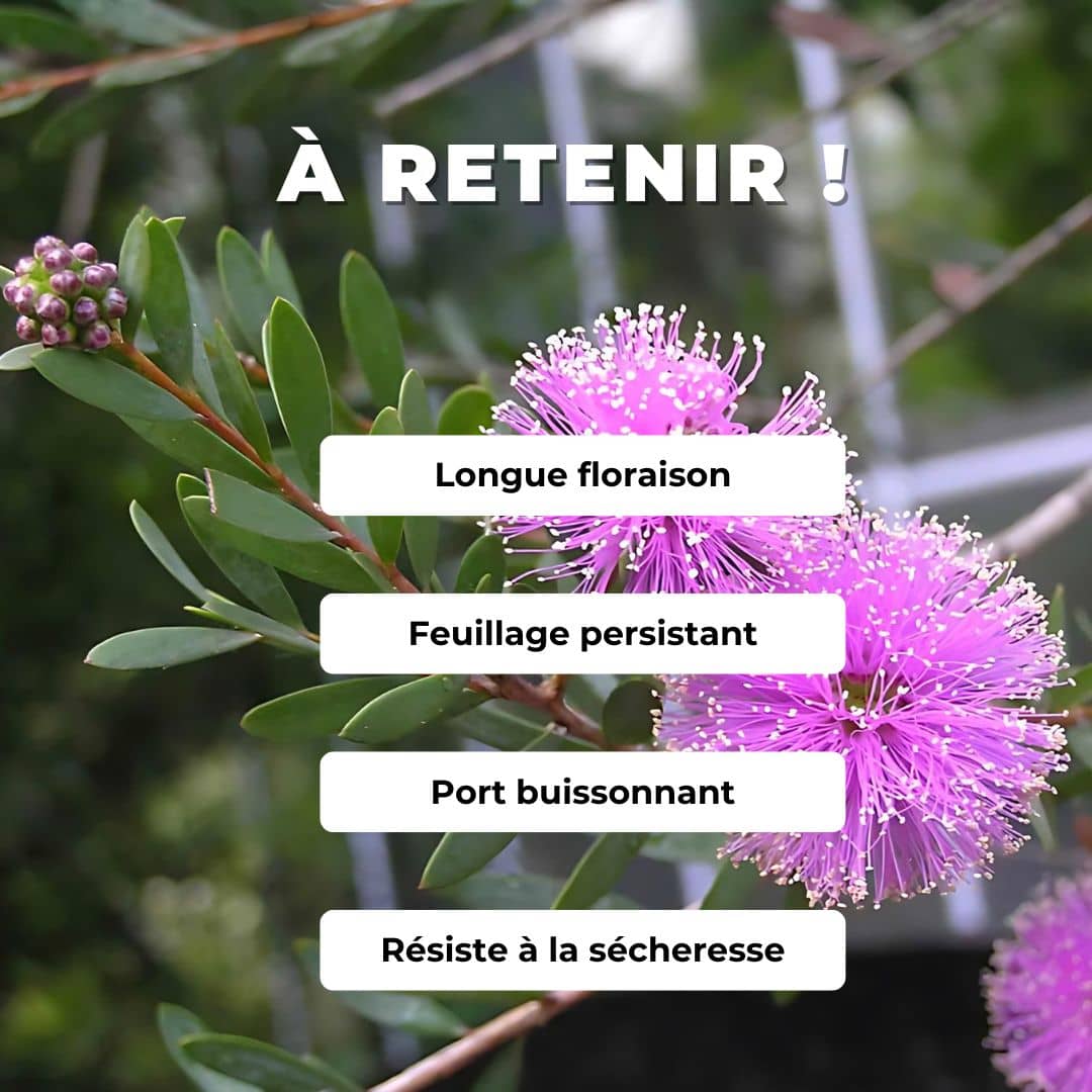 GRAINES - Melaleuca Rose Melaleuca nesophila comment le semer et le cultiver