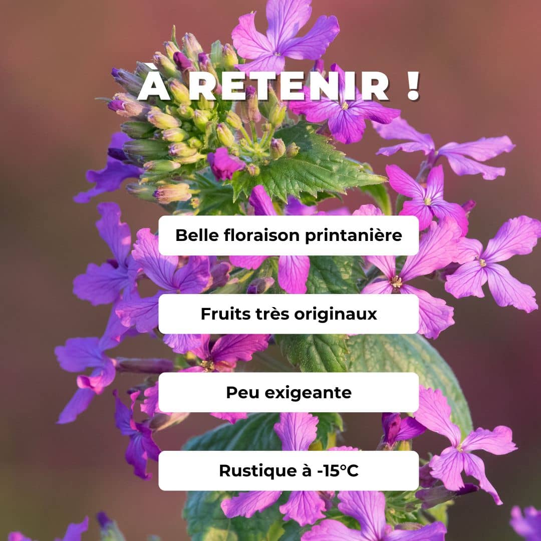 GRAINES - Monnaie du Pape (Lunaria annua) + tous les conseils de culture du semis à la récolte, comment semer et cultiver