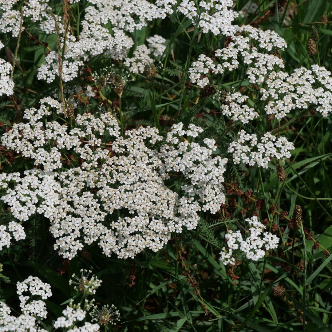 GRAINES d'Achillée Millefeuille plante sauvage à fleurs blanches monde végétal