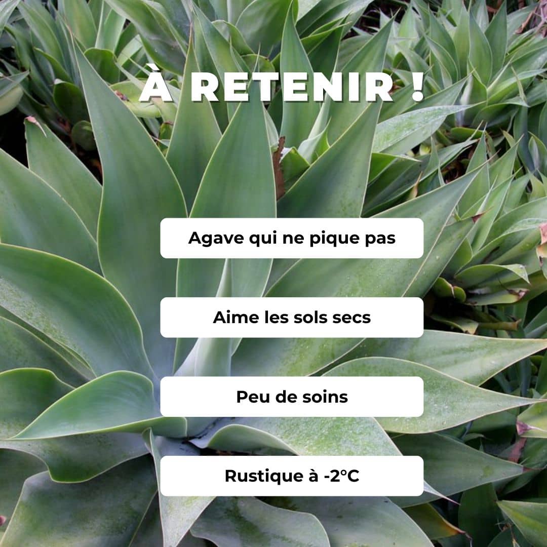GRAINES Agave à cou de Cygne Agave attenuata à faire germer monde vegetal comment cultiver