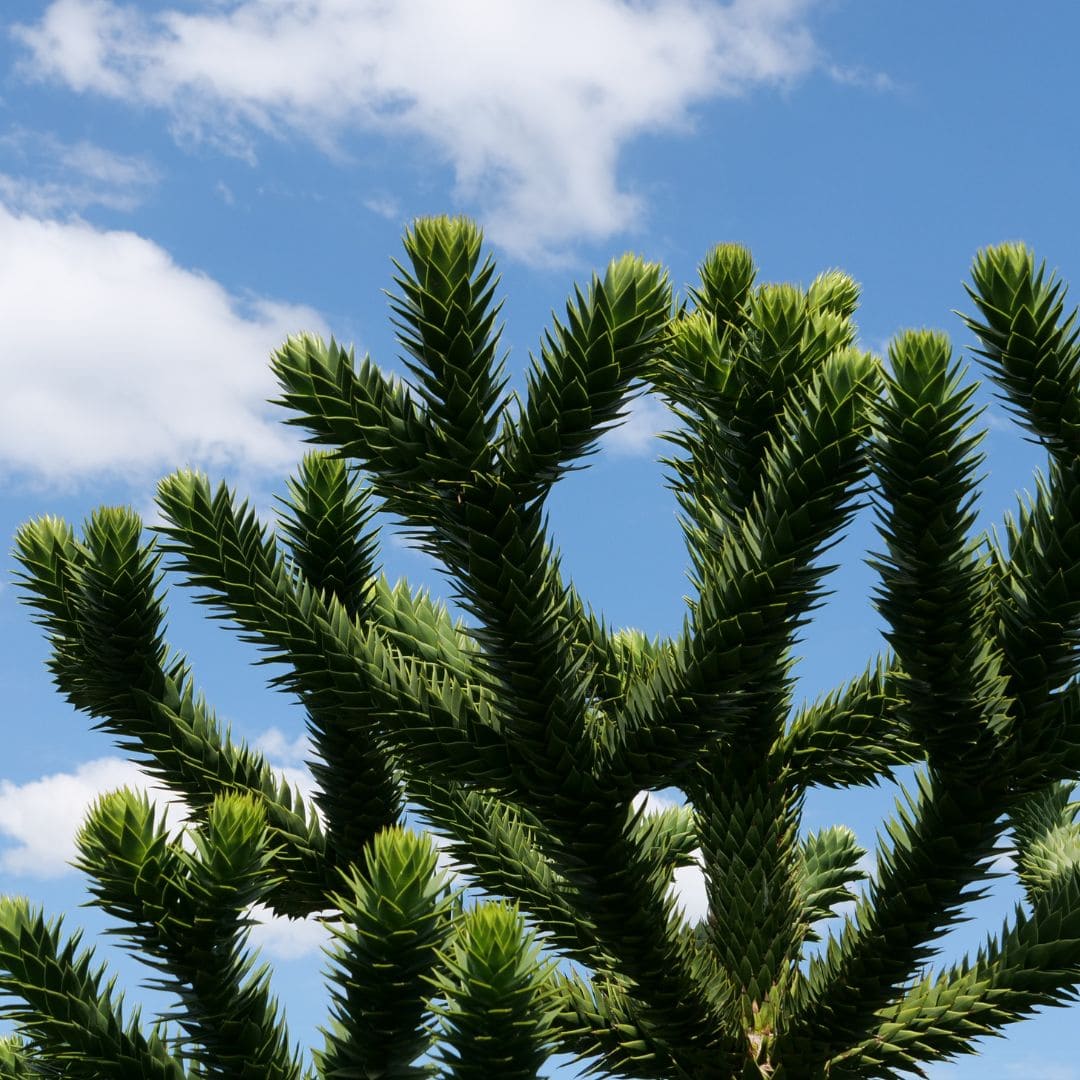 GRAINES Araucaria araucana Araucaria du Chili grand arbre rare à cultiver