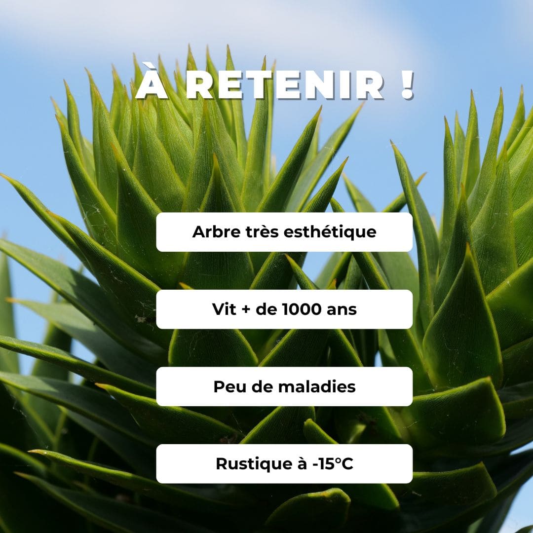 GRAINES Araucaria araucana Araucaria du Chili plantes rares monde vegetal comment semer et cultiver