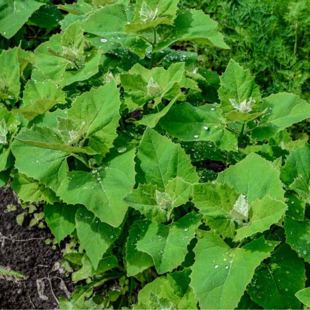 GRAINES Arroche des Jardins 'Plume Vert' plantes potagères monde végétal