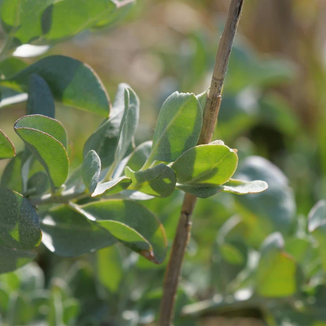 GRAINES Arroche marine atriplex halimus pourpier de mer à semer avec monde végétal