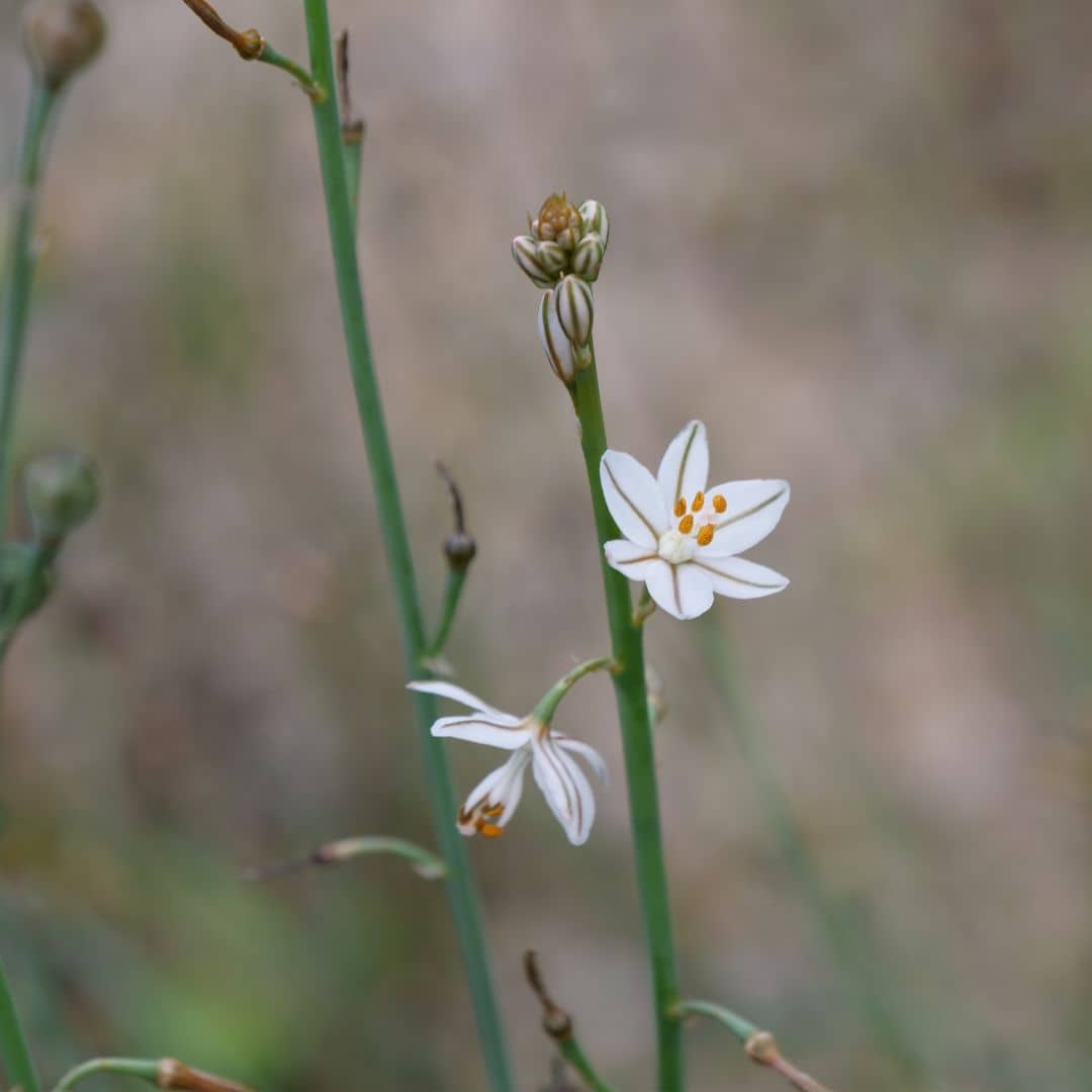GRAINES Asphodelus fistulosus Asphodèle fistuleux