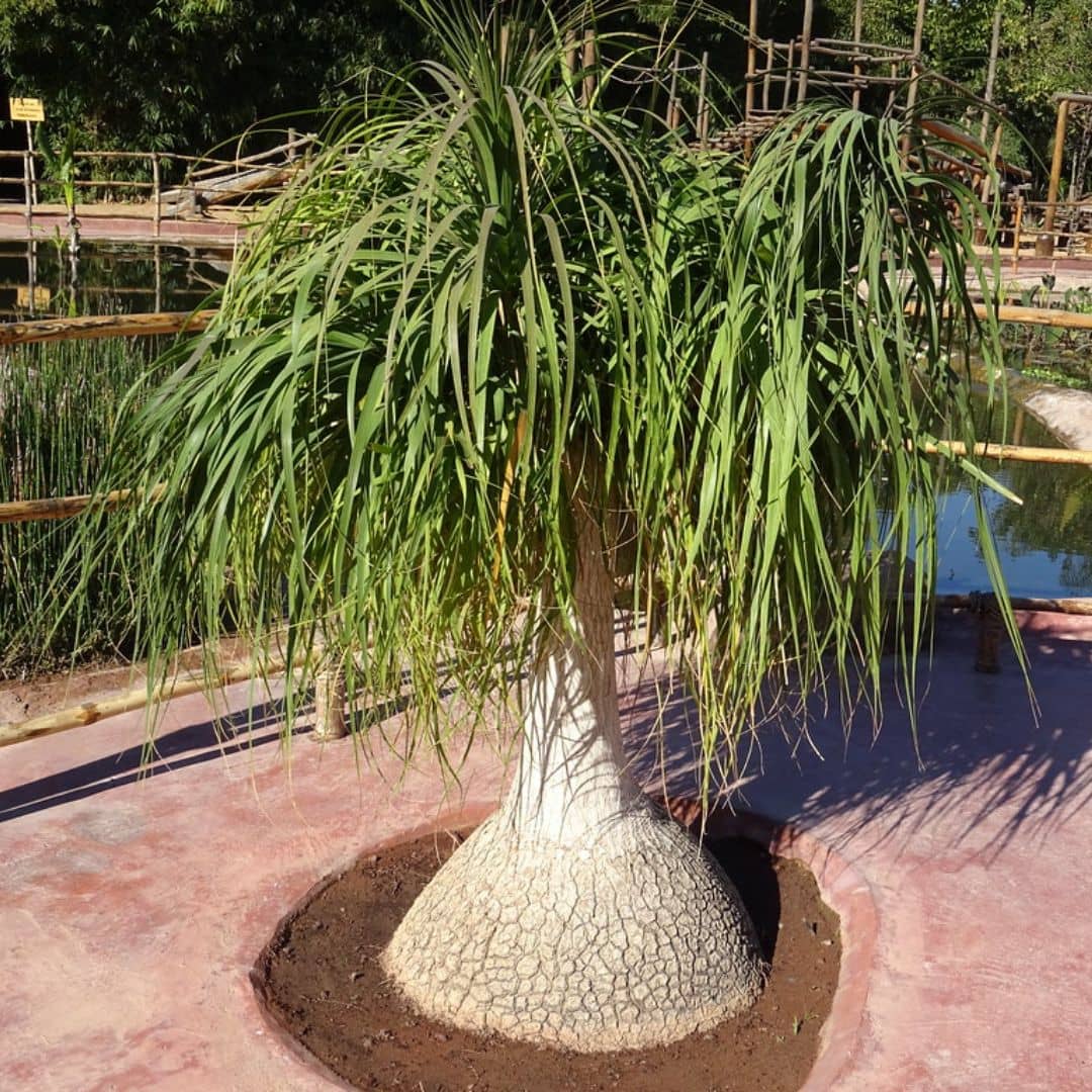 GRAINES Beaucarnea recurvata pied d'éléphant plantes rares à caudex