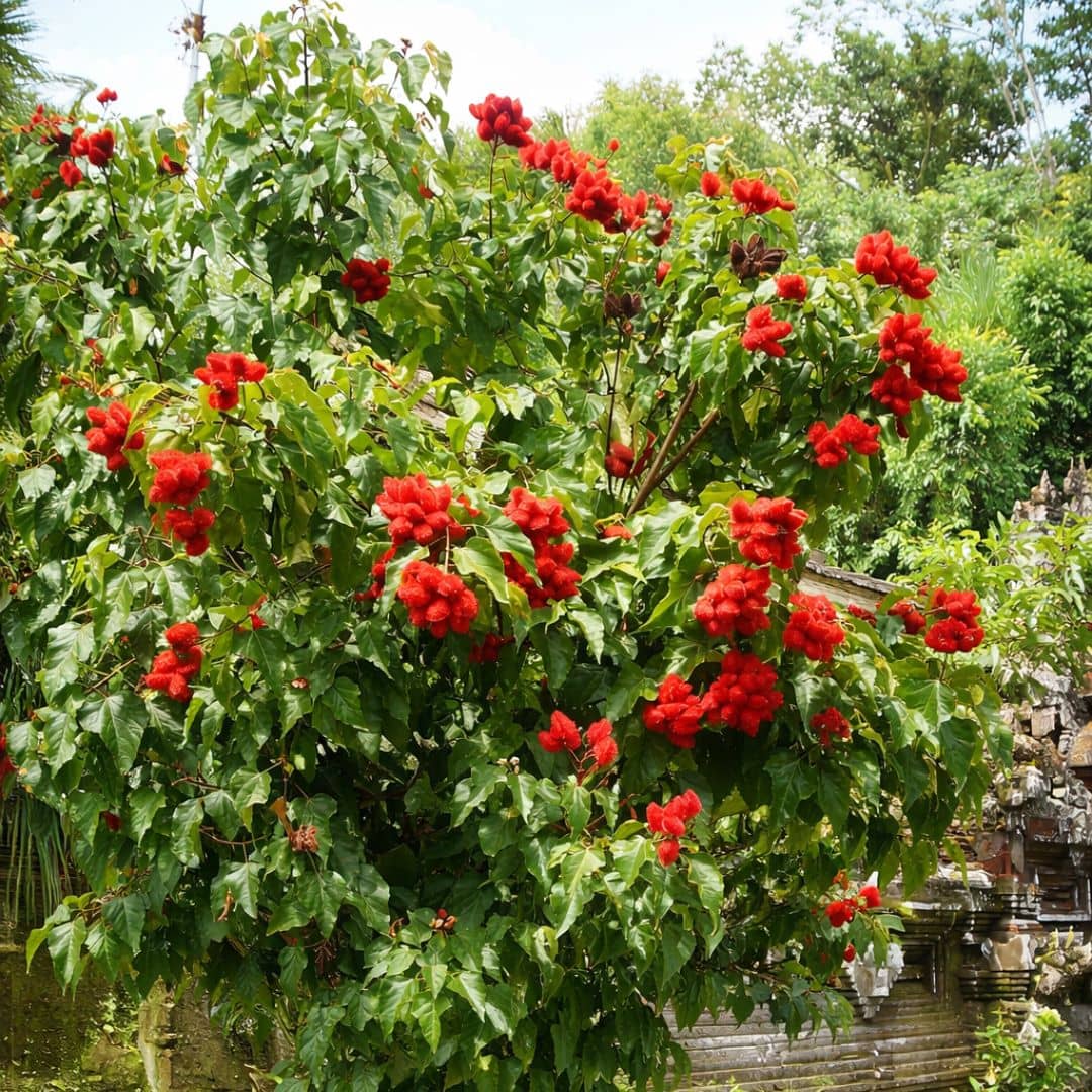 GRAINES Bixa orellana roucou roucouyer plante rare monde vegetal à cultiver