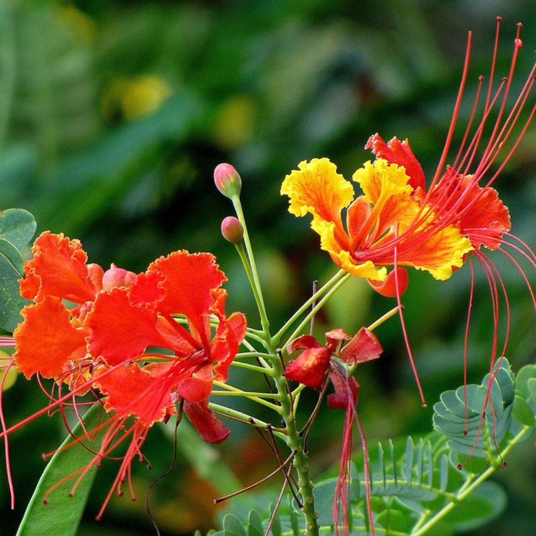 GRAINES Caesalpinia pulcherrima petit flamboyant à cultiver monde vegetal plantes rares