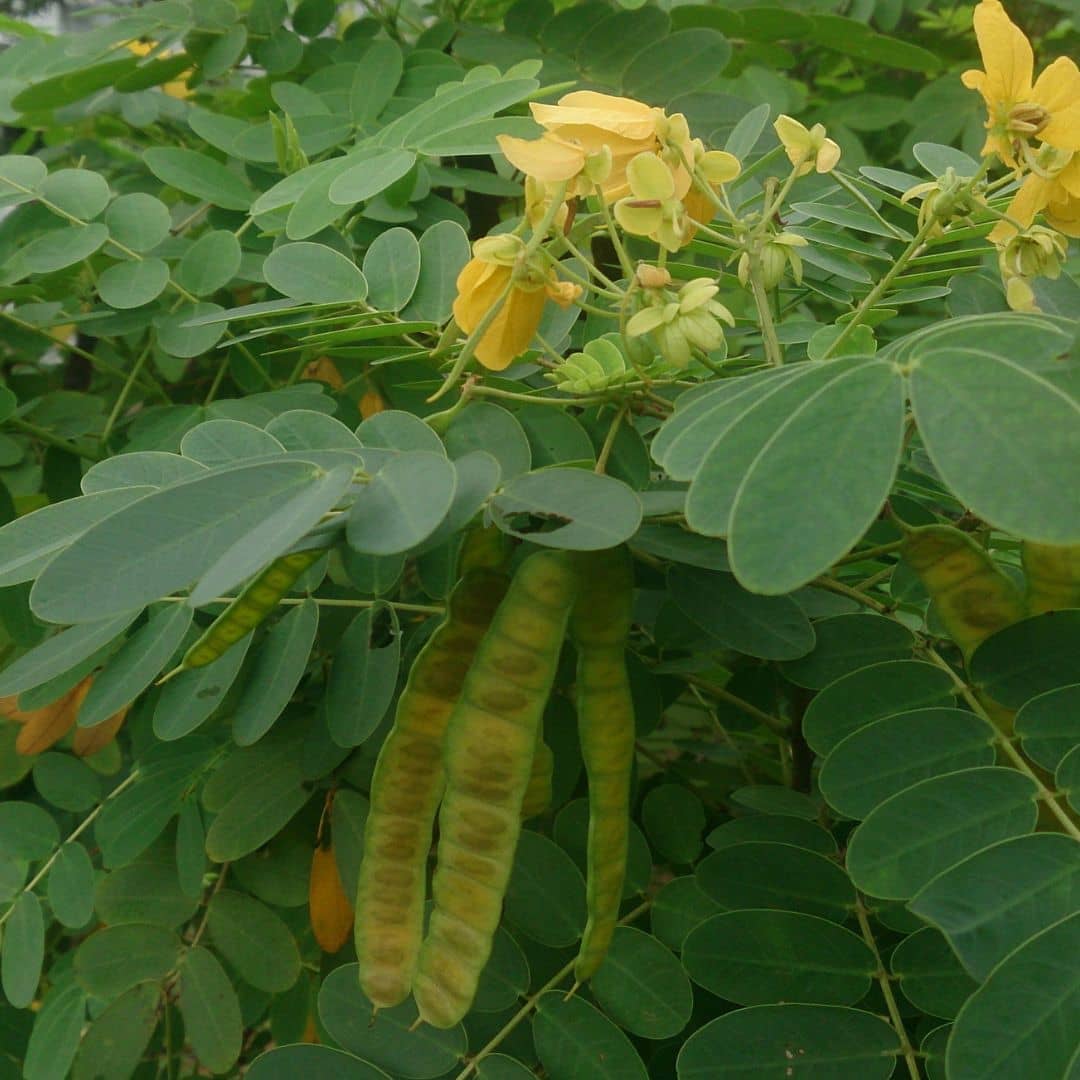 GRAINES Cassia surattensis cassia doré plantes rares à fleurs jaunes spectaculaires comment semer et cultiver