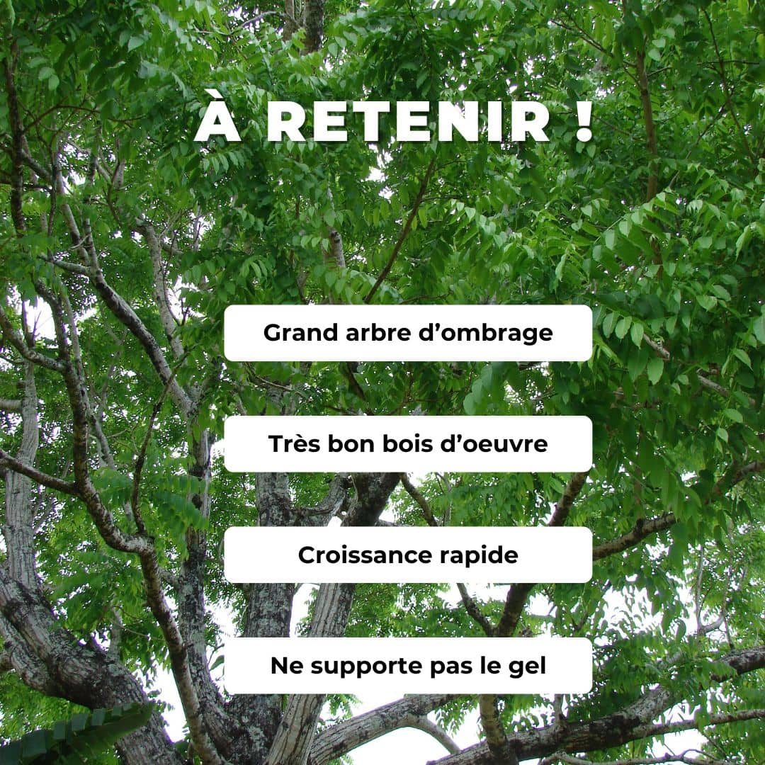 GRAINES Cedre Rose Cedrela odorata semences arbres pour cultiver le bois essence de sylviculture