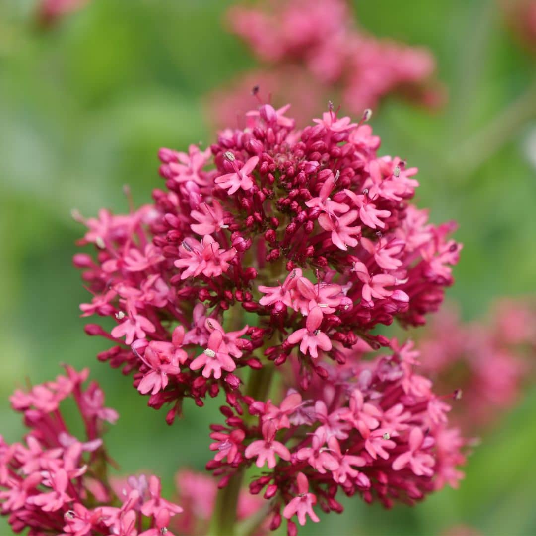 GRAINES Centranthe rouge Centranthus ruber coccineus monde végétal