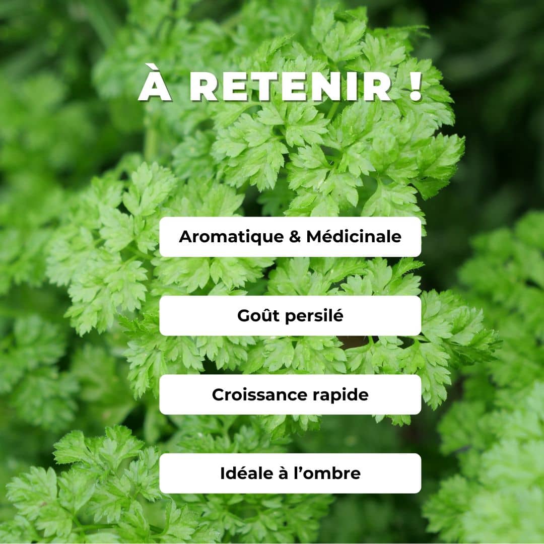 GRAINES Cerfeuil Commun Anthriscus cerefolium plantes aromatiques monde vegetal comment semer et cultiver