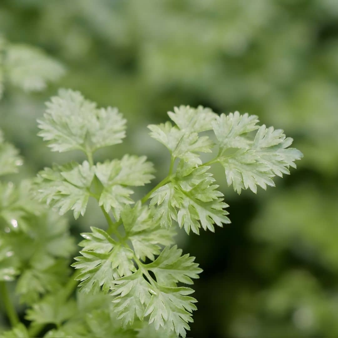 GRAINES Cerfeuil Commun Anthriscus cerefolium pour une plante aromatique facile à cultiver
