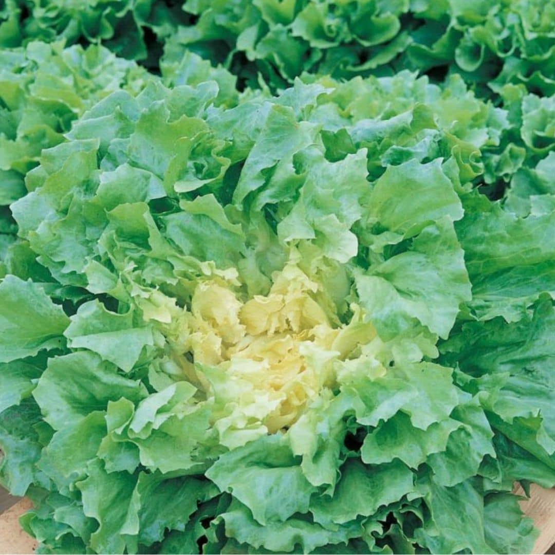 GRAINES Chicorée Géante Maraîchère Cichorium endivia var. latifolium monde végétal