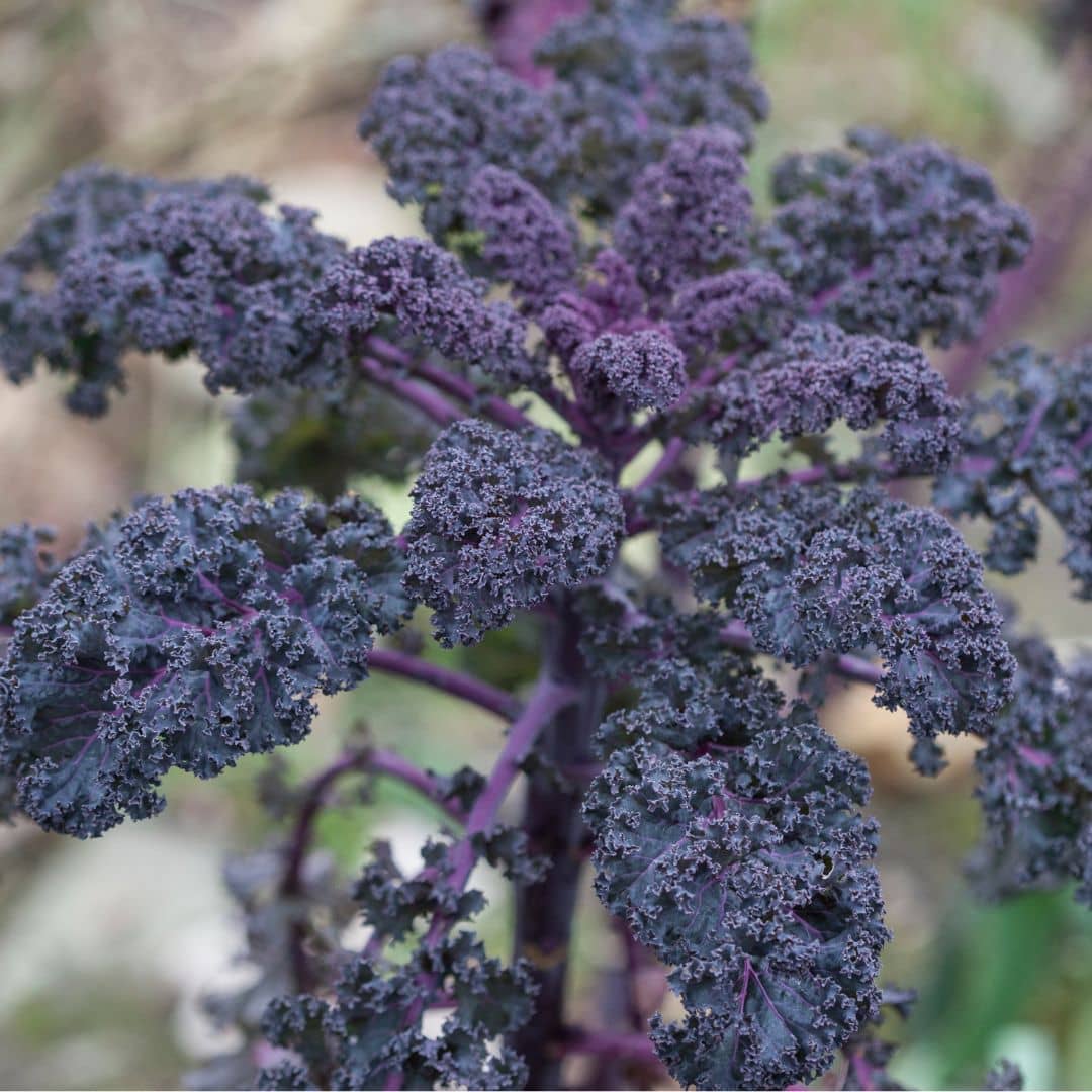 GRAINES Chou Kale Scarlet Brassica oleracea monde vegetal