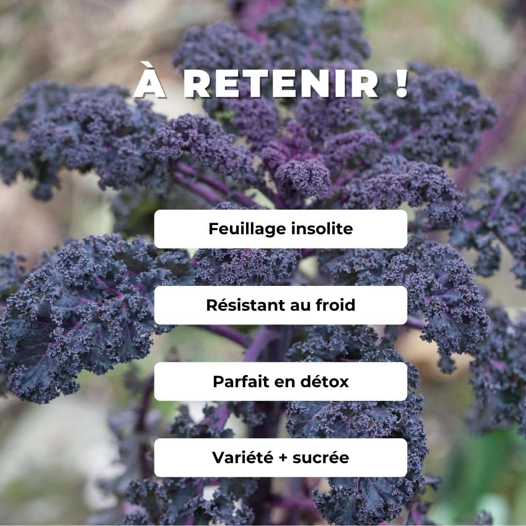 GRAINES Chou Kale Scarlet Brassica oleracea monde vegetal comment semer et cultiver