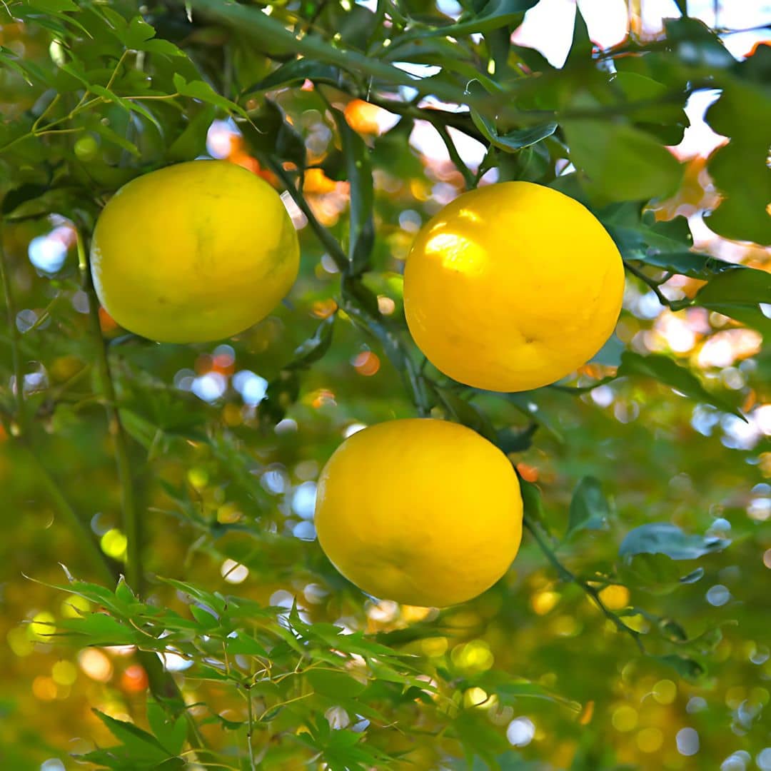 GRAINES Citron Yuzu Citrus x junos agrumes