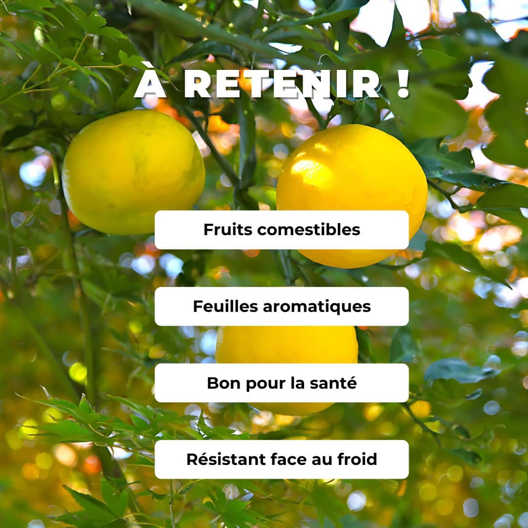 GRAINES Citron Yuzu Citrus x junos agrumes comment faire germer