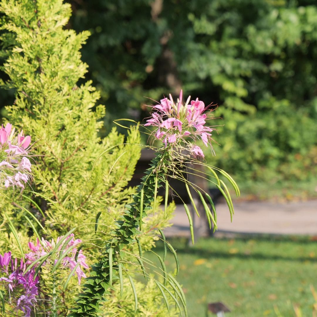 GRAINES Cléome Rose Queen Cleome spinosa plantes fleuries pour massif