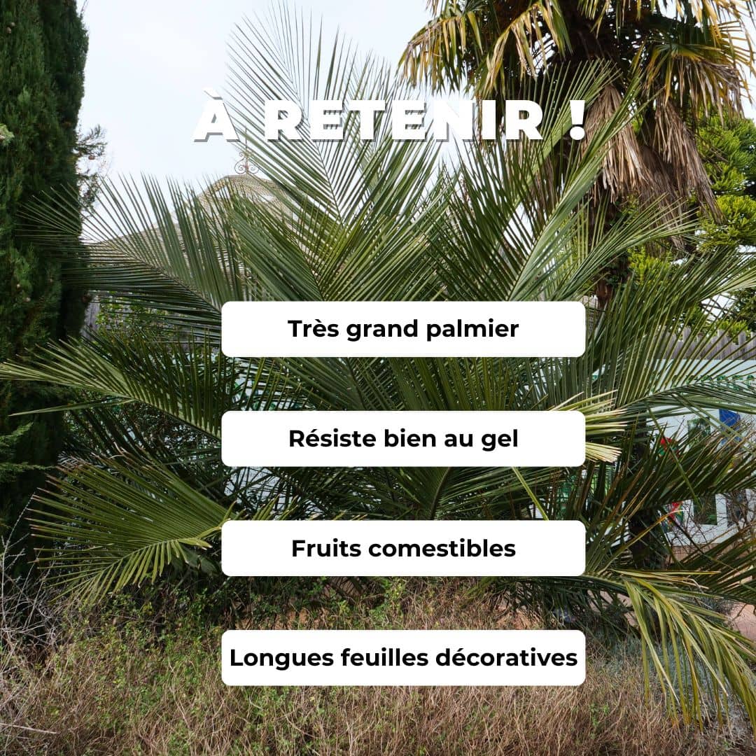 GRAINES Cocotier du Chili Jubaea chilensis palmiers rustiques comment semer planter et cultiver