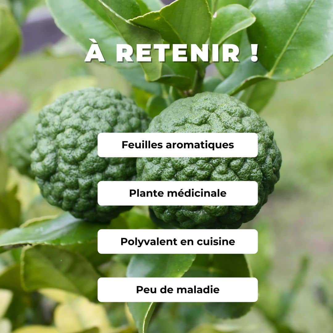 GRAINES Combava à planter semence Citrus hystrix monde végétal agrumes