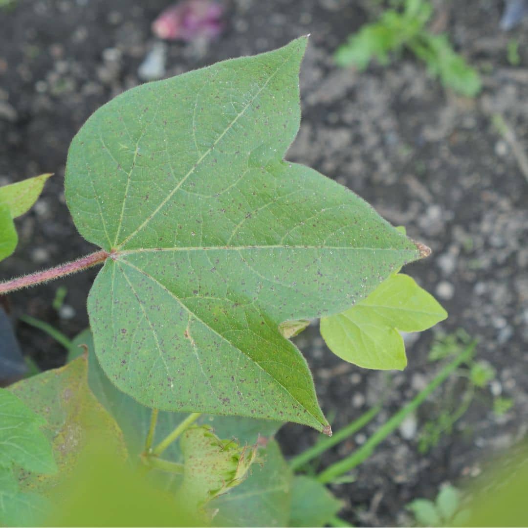 GRAINES Coton herbacé Gossypium herbaceum plantes rares à cultiver monde vegetal