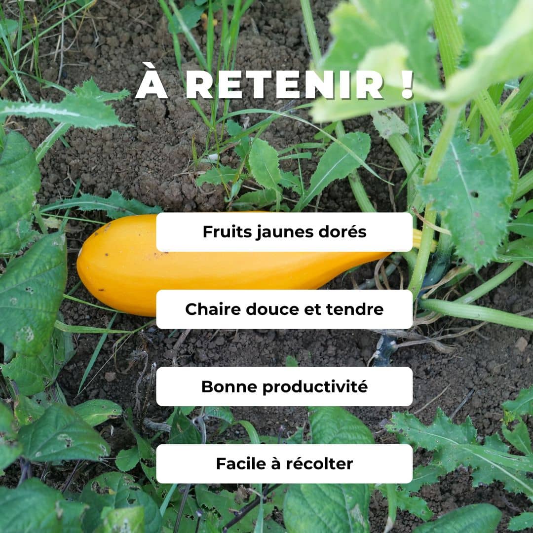 GRAINES Courgette Goldena courgette jaune cucurbita pepo monde végétal comment semer et cultiver