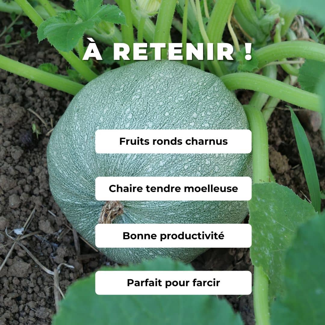 GRAINES Courgette Ronde de Nice Cucurbita pepo courgettes rares monde végétal comment semer et cultiver