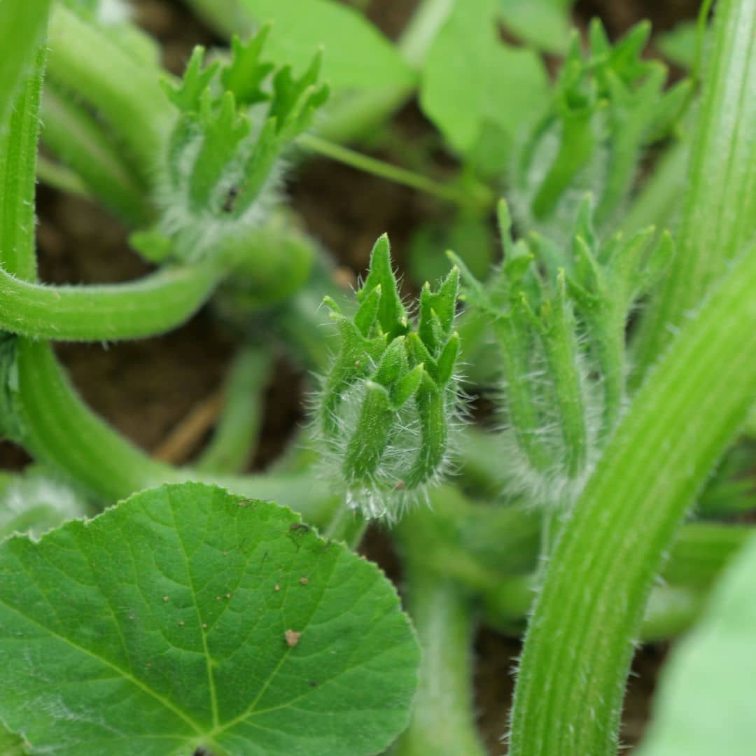 GRAINES Cucurbita moschata butternut courges rares monde végétal légumes