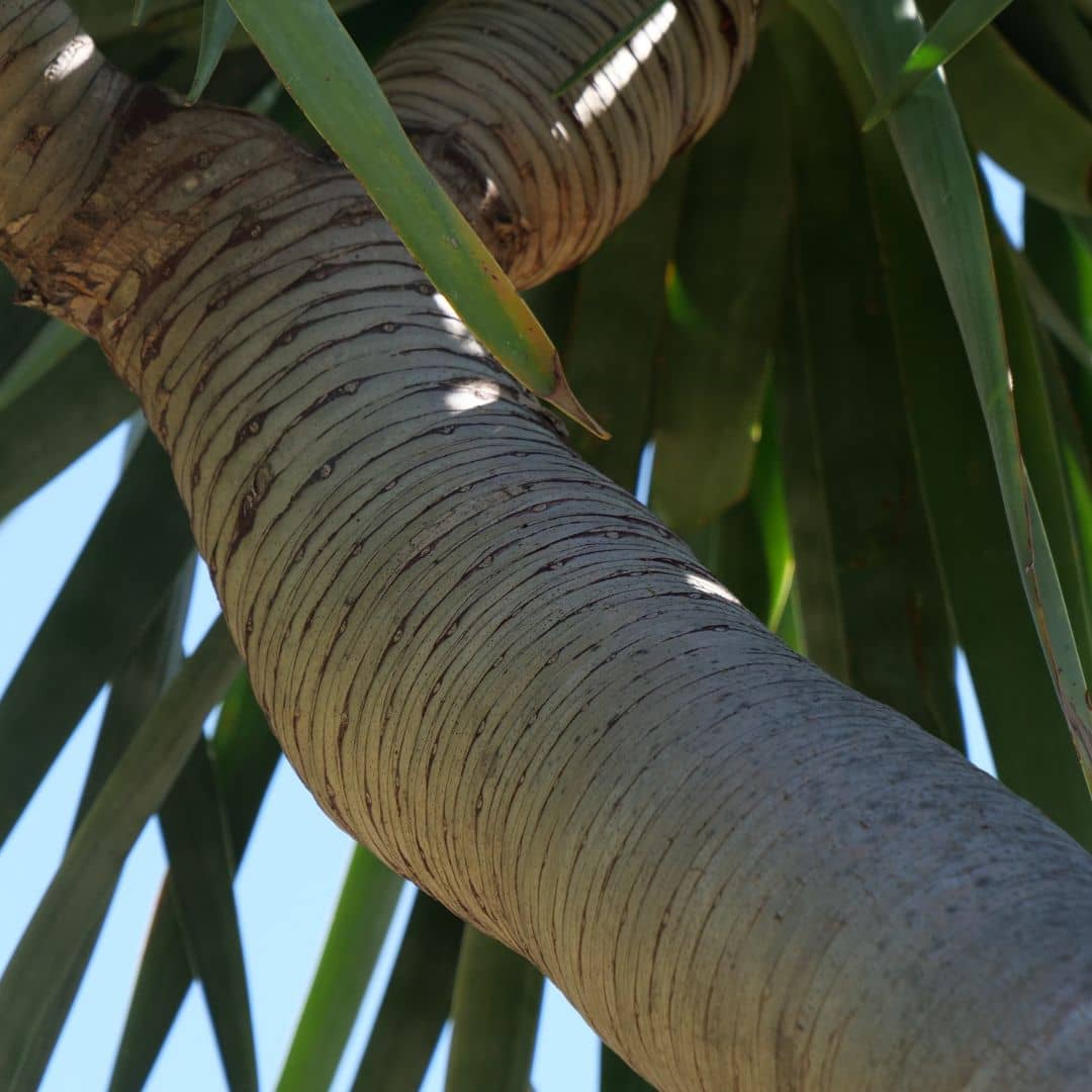 GRAINES Dracaena draco dragonnier des canaries plantes grasses rares monde vegetal arbre dragon