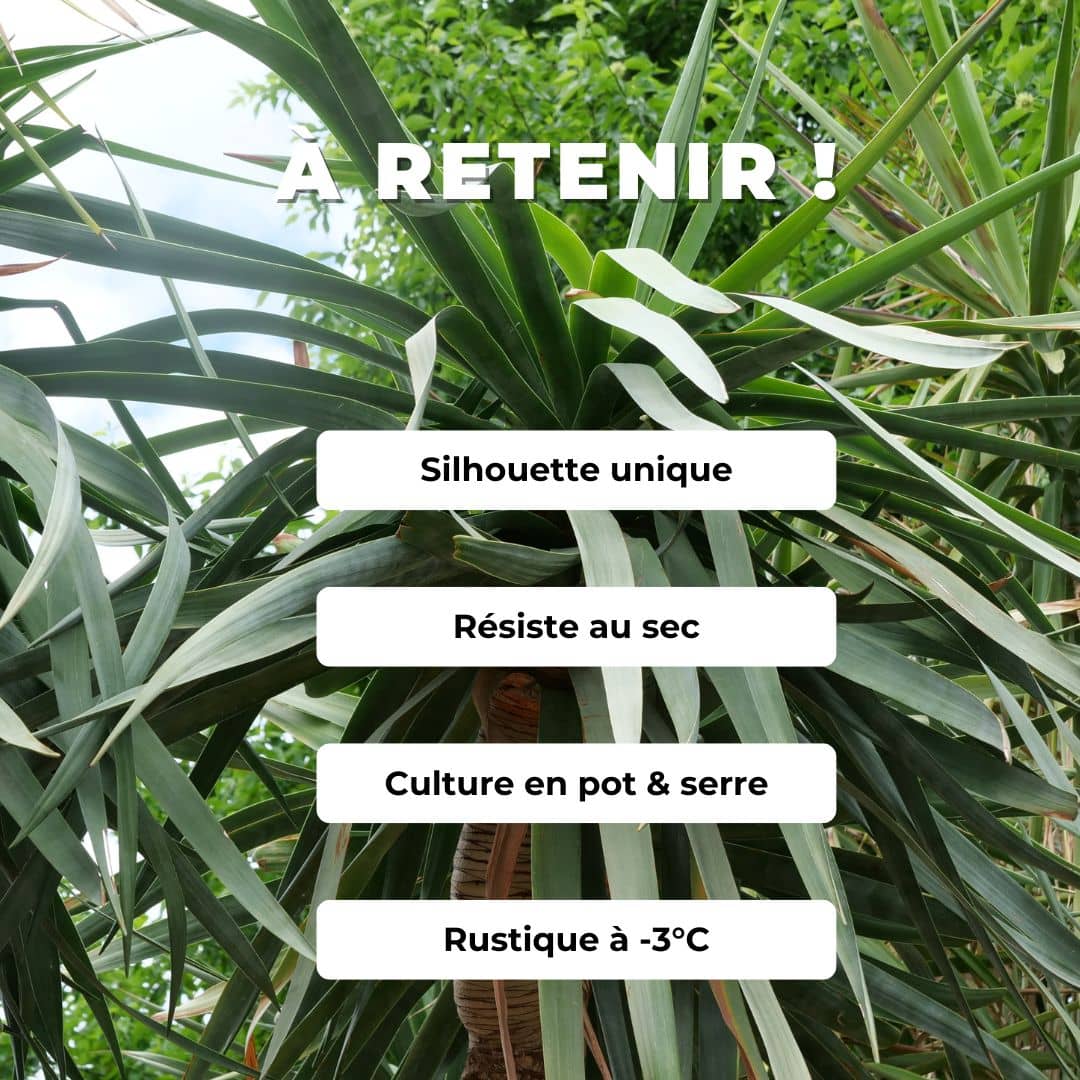 GRAINES Dracaena draco dragonnier des canaries plantes grasses rares monde vegetal plantes grasses pour pot serre et véranda