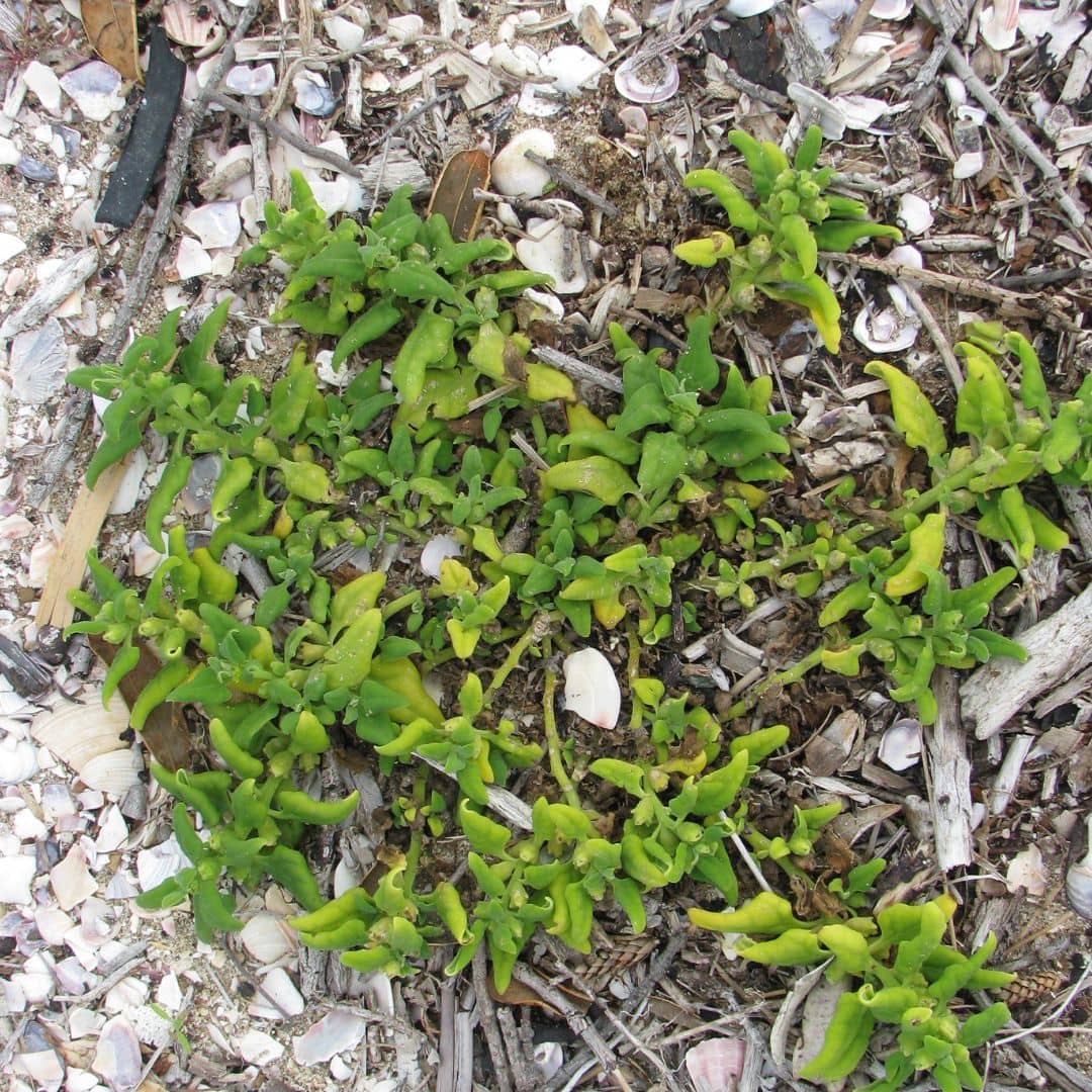 GRAINES Épinard de Nouvelle-Zélande Tetragonia tetragonioides plante potagere de bord de mer